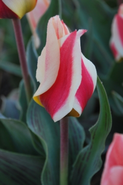 Tulp Marie Ann